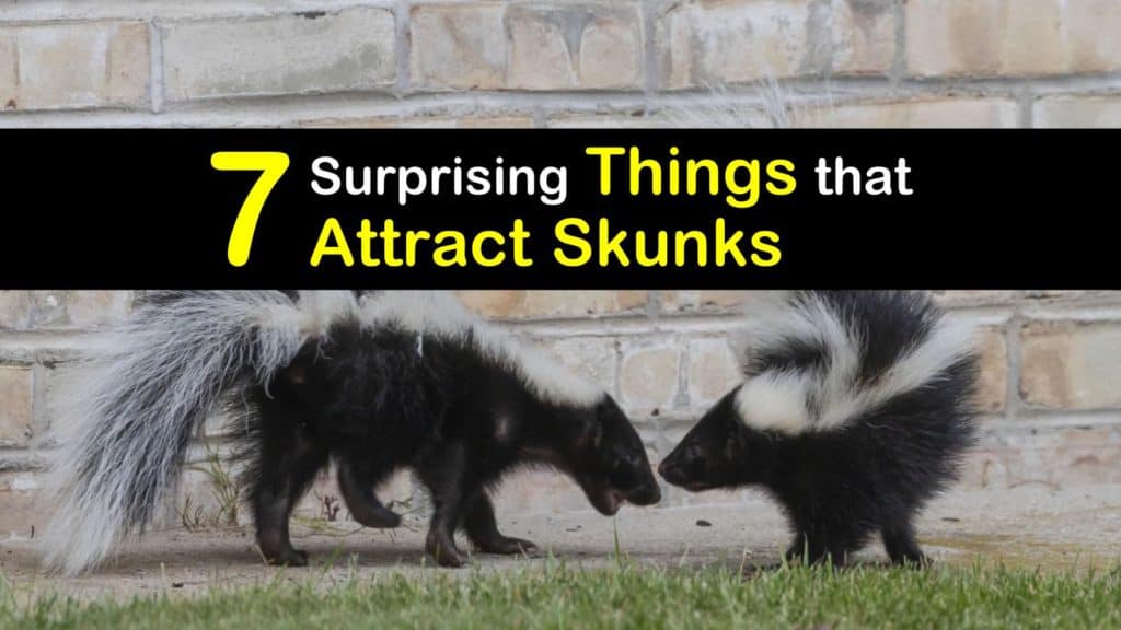 What Attracts Skunks titleimg1