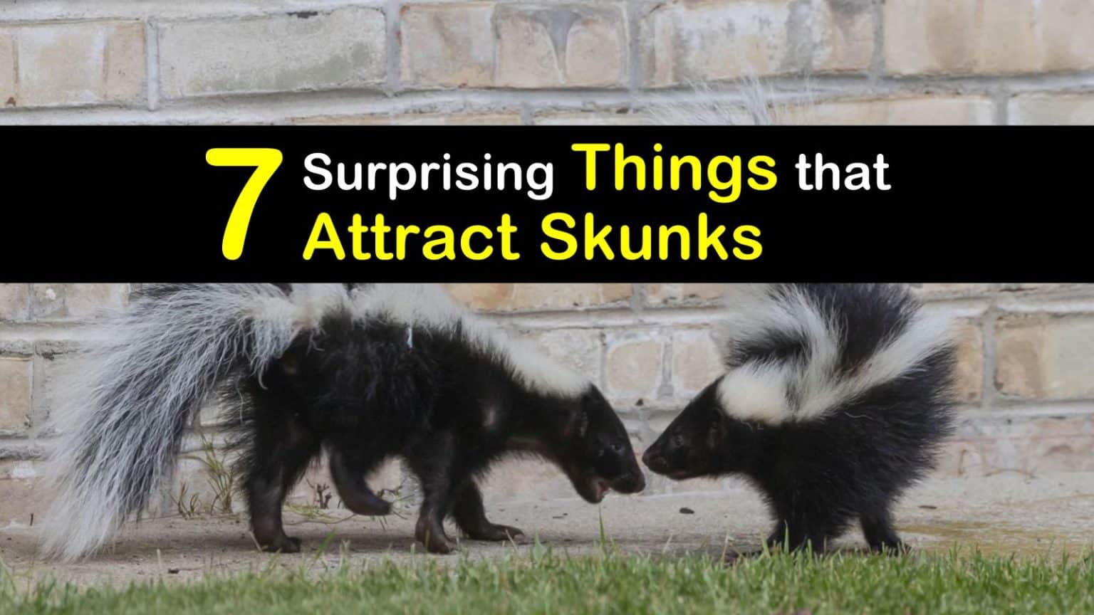 7 Surprising Things that Attract Skunks