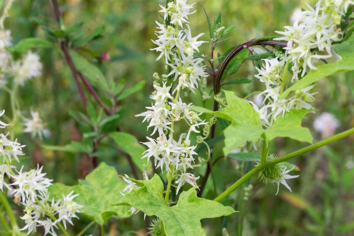 Wild cucumber is an annual skunk-repelling vine.