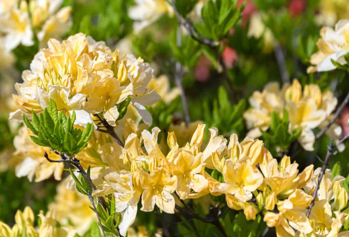 Windsong rhododendrons have beautiful yellow flowers.