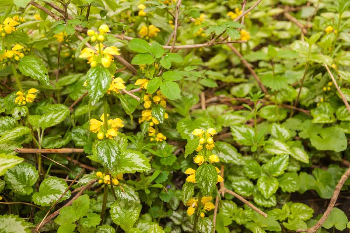 The yellow archangel is ideal for erosion control.