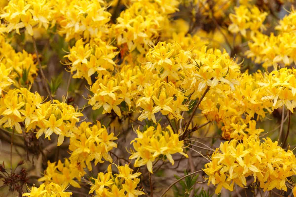 Yellow azaleas have a sweet smell.