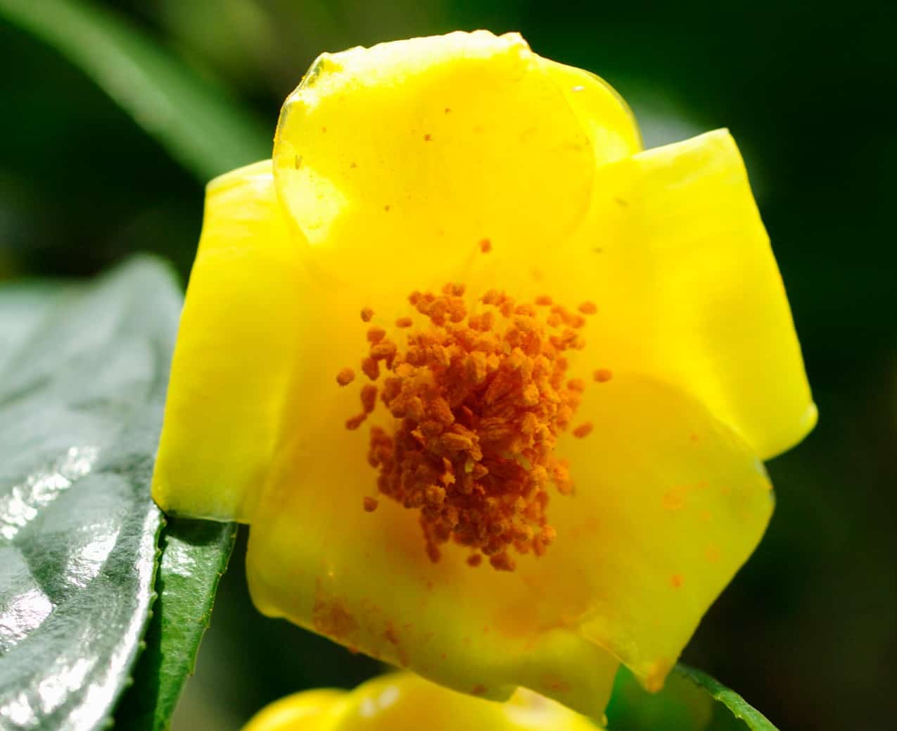 The yellow camellia is an evergreen with shiny leaves.