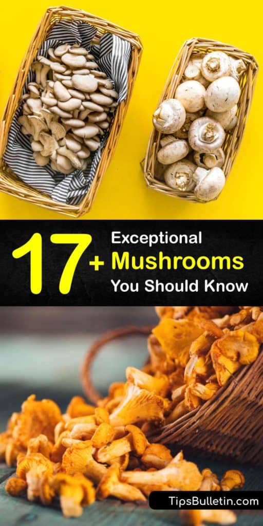 From common mushrooms like cremini and portobello to wild mushrooms like morels and maitake, learn all about various types of edible mushrooms. You can even easily grow oyster mushrooms at home. #common #types #mushrooms