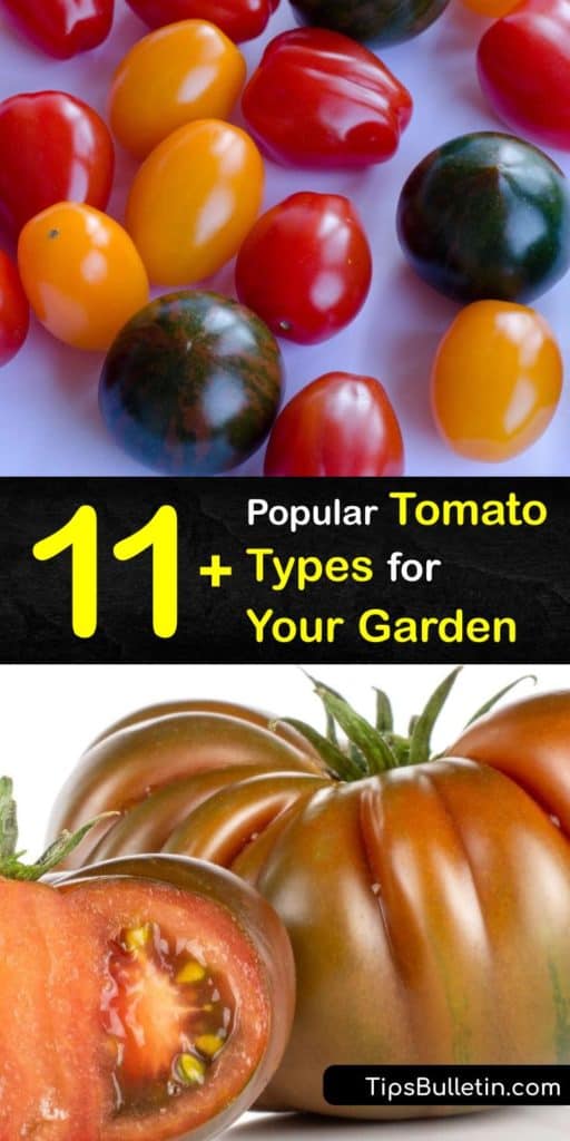 Discover the different types of tomatoes. From Brandywine, Roma, and Cherokee Purple, we provide the most flavorful tomatoes. Beefsteak tomatoes are meaty, while determinate tomatoes, like Romas, are smaller. Hybrid tomato plants have more disease resistance. #tomato #common #types