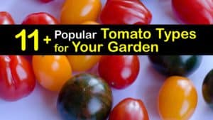 Common Types of Tomatoes titleimg1