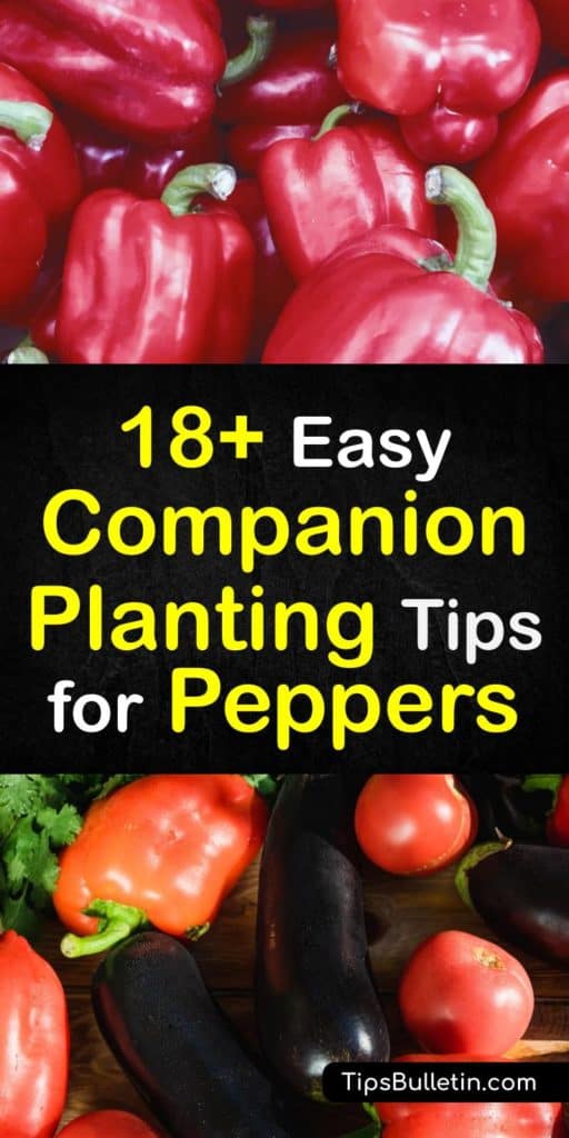 Distinguish between a good companion and a bad companion plant with these species for planting near peppers. Learn how chives, oregano, marigolds, radishes, and marjoram all attract beneficial insects while repelling the bad ones, while Brussels sprouts harm them. #companion #planting #peppers