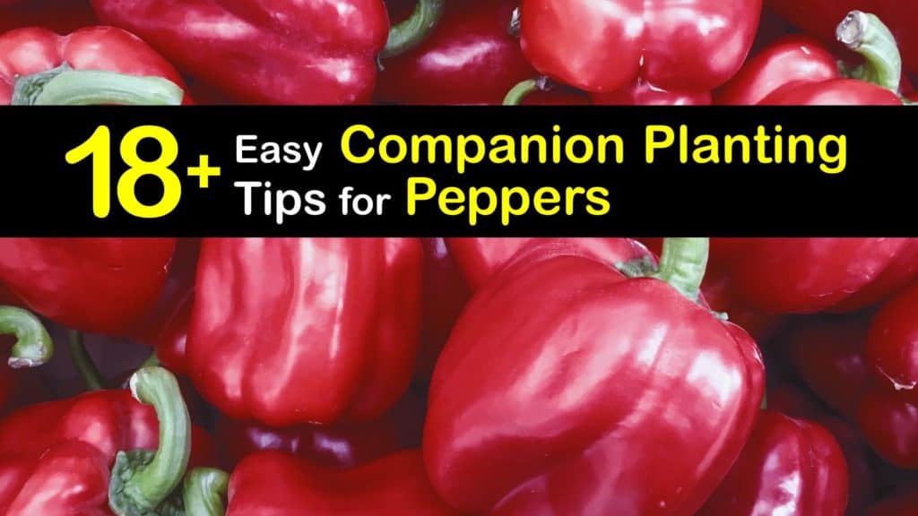 Companion Planting Peppers titleimg1