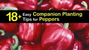 Companion Planting Peppers titleimg1