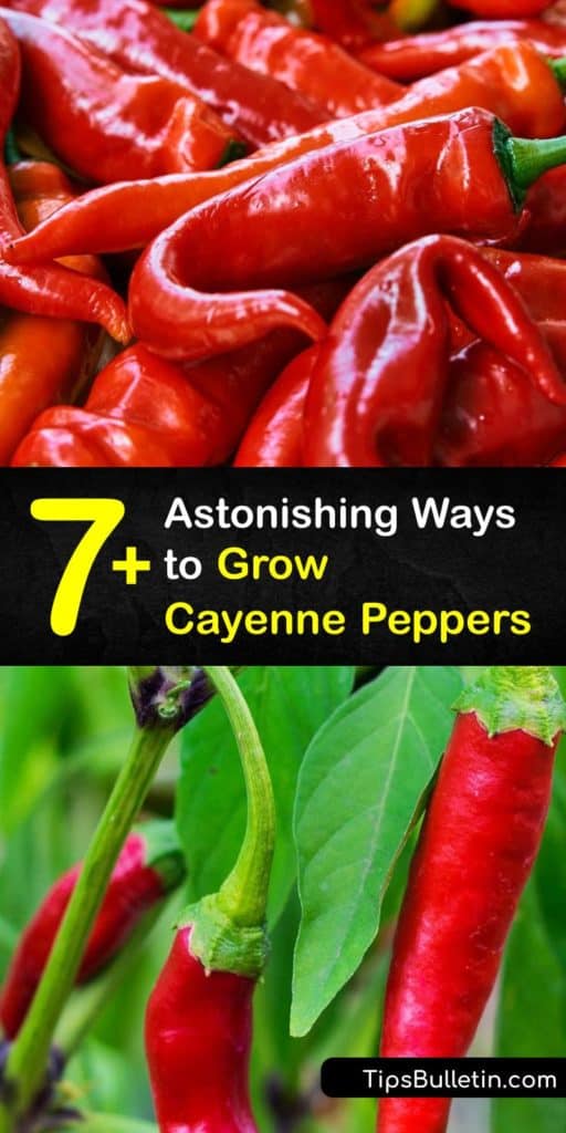 Start this growing season by planting capsicum annuum or cayenne pepper seeds. Grow cayenne peppers indoors after the last frost. Before transplanting hot peppers, like jalapeno or chili pepper, gradually get them accustomed to outdoor conditions. #howto #grow #cayenne #pepper