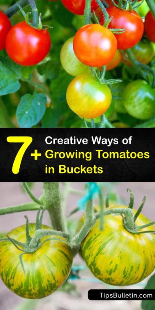 Find out how to use 5-gallon buckets for container gardening to grow cherry tomatoes. Enhance your garden soil or potting mix with calcium, potassium, phosphorus, and other important nutrients to promote a healthy root system. #growing #tomatoes #buckets #howto