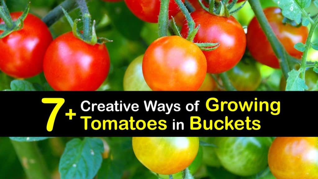 Growing Tomatoes in Buckets titleimg1