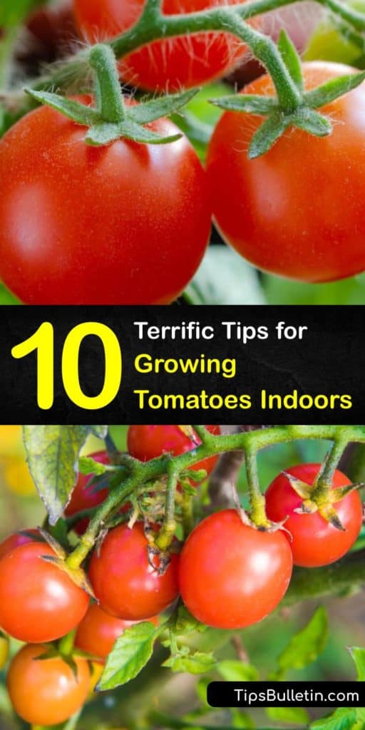 Discover how to grow tomatoes by starting them indoors and moving your indoor tomatoes to the garden or patio. There are many tomato varieties, from vining to determinate tomatoes, and all they need is good potting soil, water, and sunshine to produce fruit. #howto #grow #tomatoes #indoors