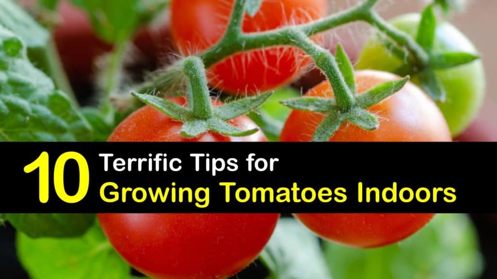 Growing Tomatoes Indoors titleimg1