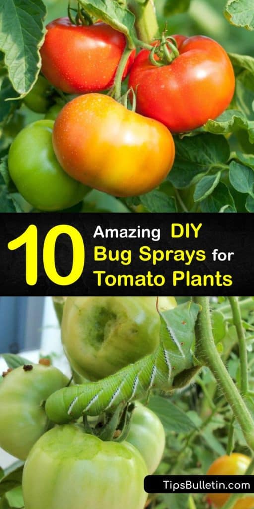 Find out how to protect your tomato plants in your garden from pests like whiteflies and aphids. A natural DIY repellent made from baking soda, a hot pepper, or dish soap works to save your damaged tomato leaves. #homemade #bug #spray #tomato #plants