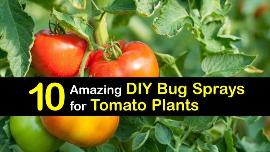 Homemade Bug Spray for Tomato Plants titleimg1