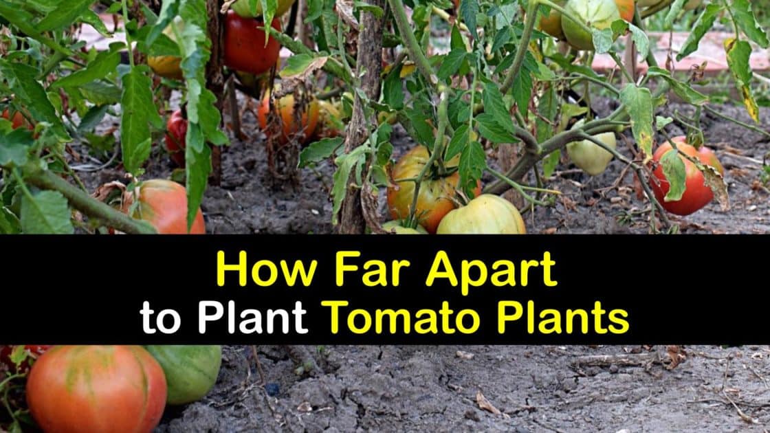 How Far Apart to Plant Tomato Plants