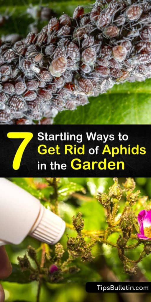 Kill aphids and garden pests without pesticides using these amazing tricks. An aphid population damages plants and leaves behind sooty mold. Kill every species of aphids with neem oil and beneficial insects like lacewings that prey on aphids. #howto #getridof #aphids #garden