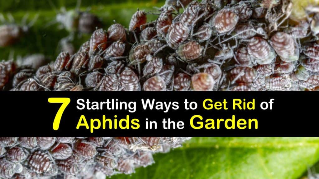How to Get Rid of Aphids in the Garden titleimg1
