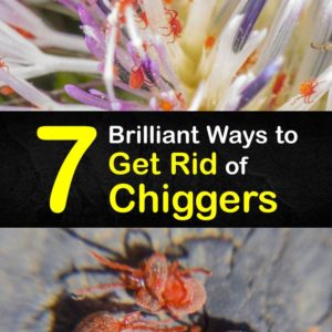 How to Get Rid of Chiggers titleimg1