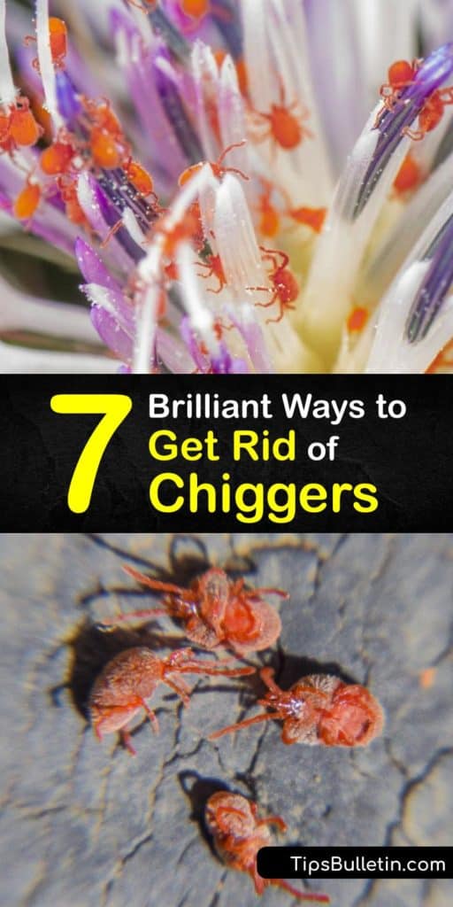 Discover how to get rid of chiggers and treat annoying chigger bites with these amazing and effective techniques.