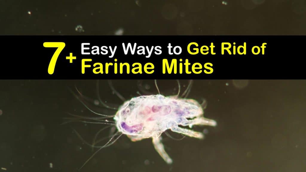 How to Get Rid of Farinae Mites titleimg1