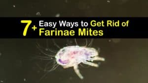 How to Get Rid of Farinae Mites titleimg1