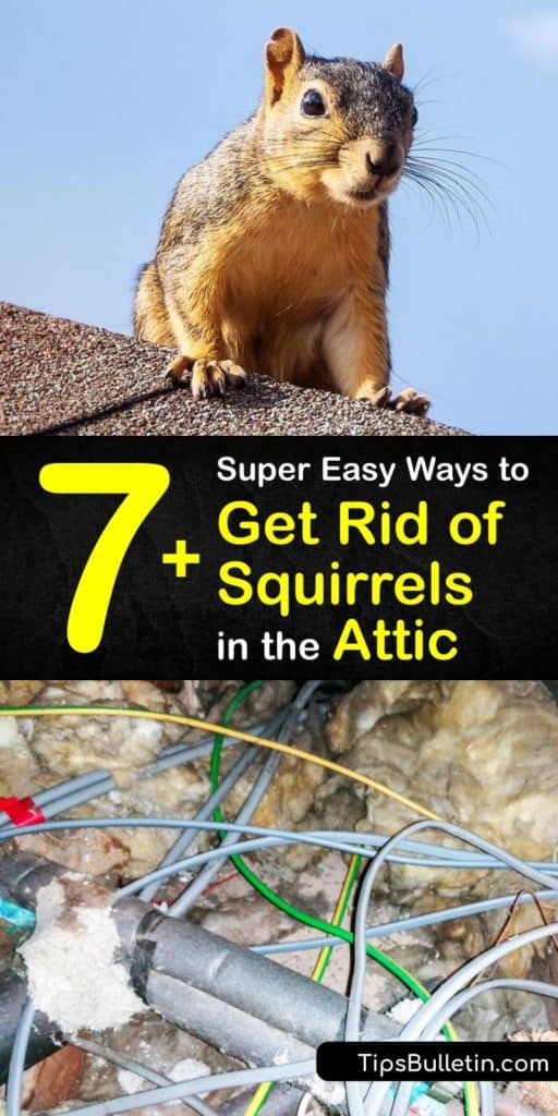 Learn how to get squirrels out of your attic crawlspaces using a trap, squirrel repellent, and pest control. Not only does this critter cause damage to bird feeders, but they climb tree branches and eaves into attics. #getridof #squirrel #attic