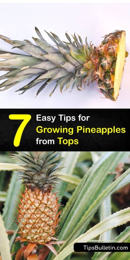 Discover how to grow a new plant from a fresh pineapple from the grocery store and from seeds. It’s easy to grow a houseplant from the scraps of this tropical fruit by removing the bottom leaves, letting it dry out, and then soaking it. #howto #grow #pineapple #regrowing