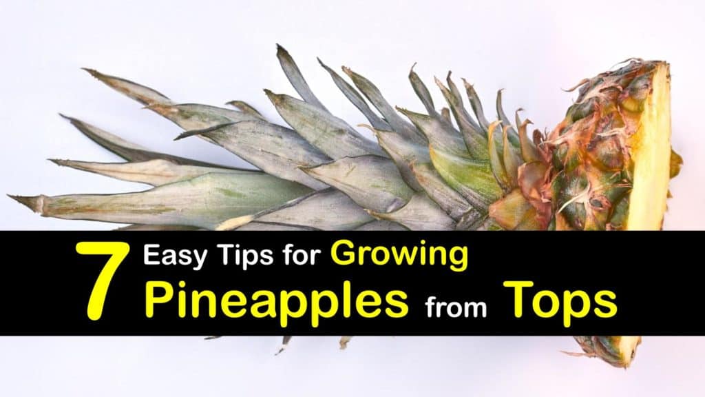 How to Grow a Pineapple