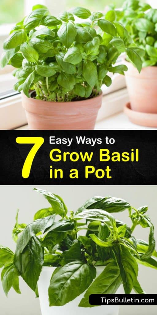 Experiment with growing Thai, Italian, and sweet basil leaves in the comfort of your home. All you need are grow lights, mulch, and the last frost date of spring to start growing basil and preserve them in ice cube trays with olive oil. #grow #basil #pot