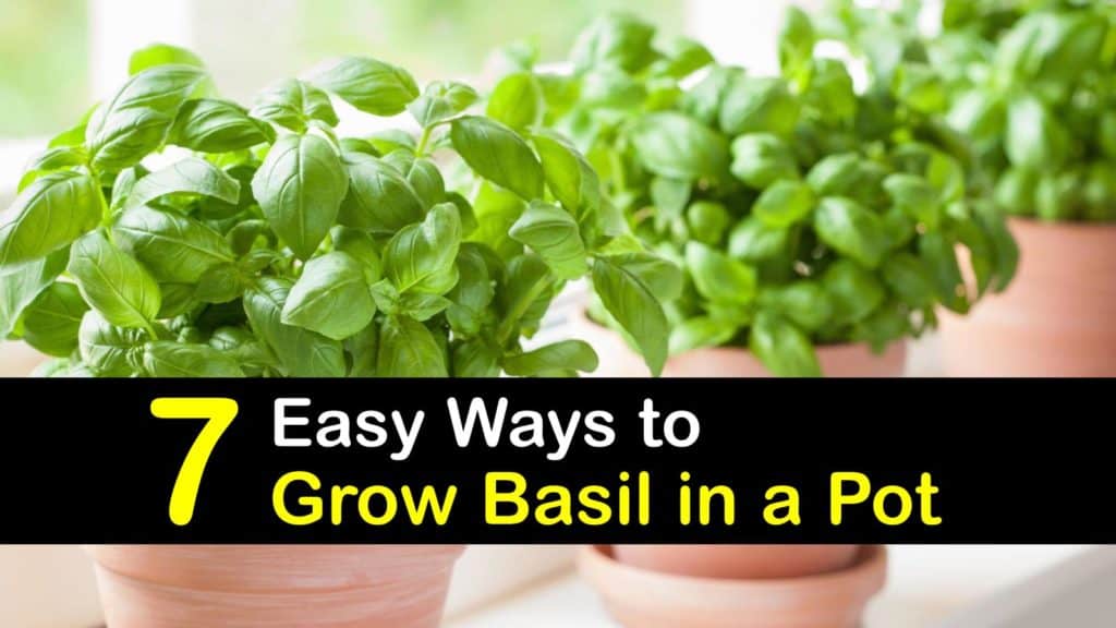 How to Grow Basil in a Pot titleimg1