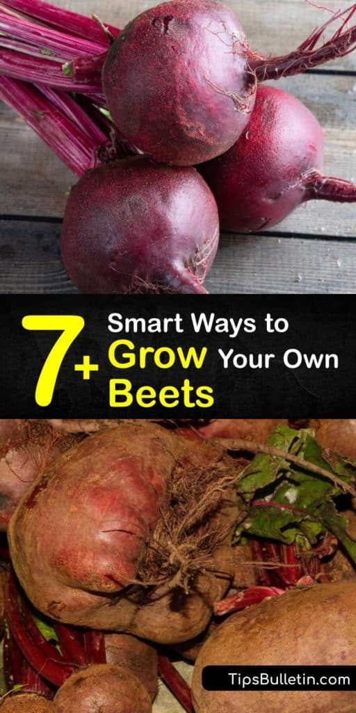 Discover great tips and tricks for growing Beta vulgaris in full sun. Enjoy harvesting beets at least twice each year, and don’t forget to use Chioggia or Detroit dark red beet greens in salads and side dishes. #howto #grow #beets #gardening