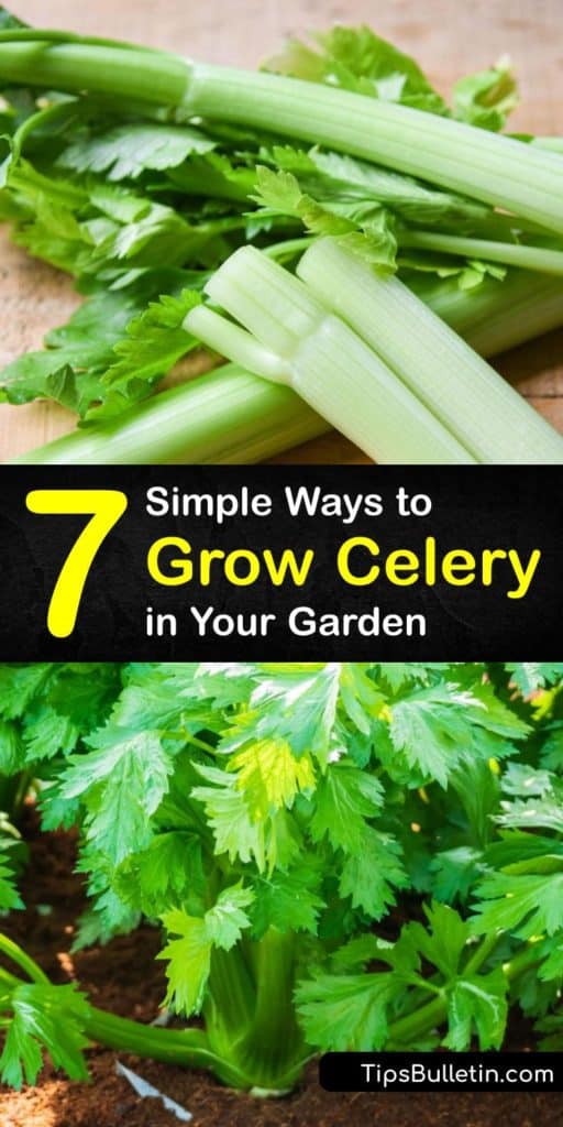 Find out how to plant celery seeds to produce the best celery this growing season. Celery needs compact potting soil and mulch. Before transplanting outdoors in the earth's rich soil, plant celery indoors with a grow light and plenty of attention. #howto #grow #celery