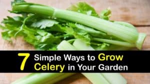 How to Grow Celery titleimg1