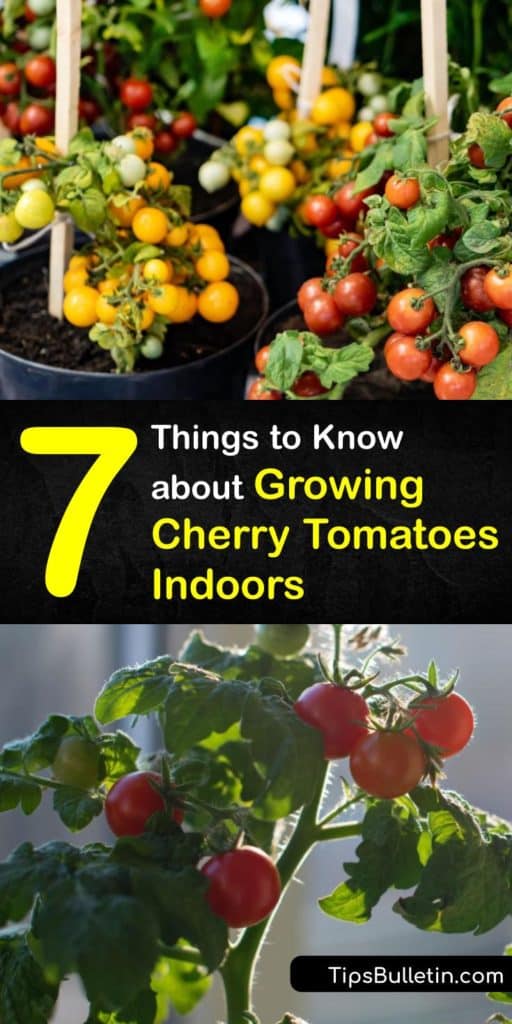 Find out the best ways to grow indoor tomatoes like houseplants. From germination to transplanting and pollination, we have everything you need to know for growing delicious cherry tomato varieties indoors. #howto #grow #cherry #tomatoes #indoors