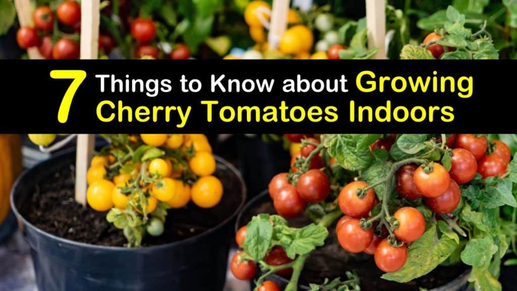 How to Grow Cherry Tomatoes Indoors