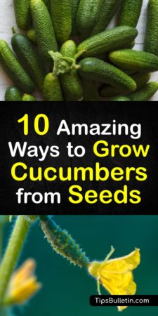 10 Amazing Ways to Grow Cucumbers from Seeds