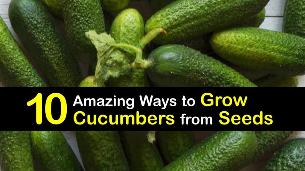 How to Grow Cucumbers from Seeds titleimg1
