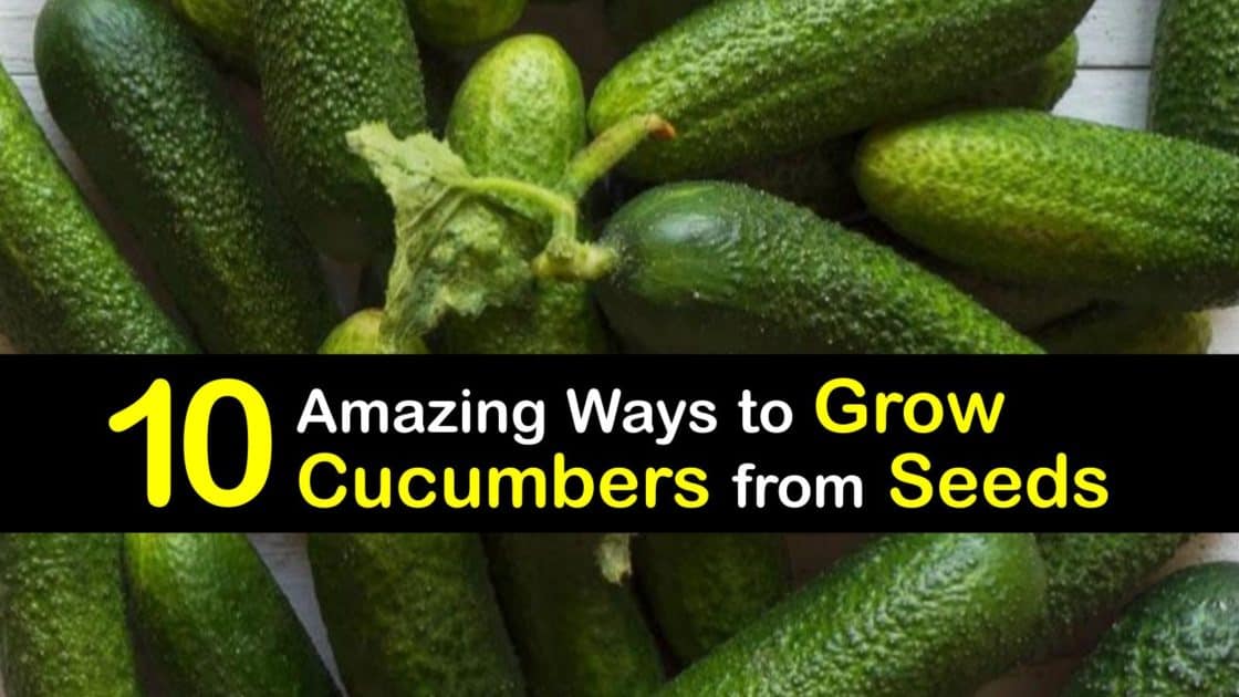 10 Amazing Ways to Grow Cucumbers from Seeds