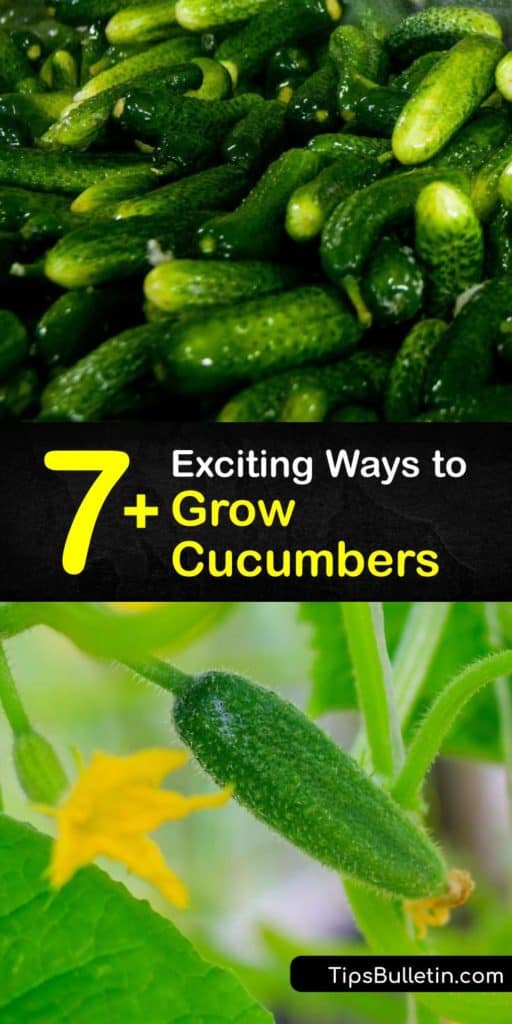 Find out which cucumber varieties are best for pickling or slicing, and learn the difference between vining and bush varieties. Cucumber plants are easy and fun to grow. Use companion planting to assist with pollination and repel pests like aphids. #howto #grow #cucumbers #gardening