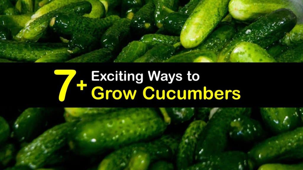 How to Grow Cucumbers titleimg1