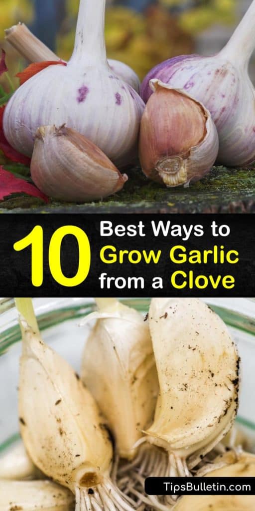 Learn how to grow softneck and hardneck garlic from the grocery store. Sometimes individual cloves begin sprouting and growing scapes after sitting in the fridge and these parts are easy to regrow to form new plants and a bulb. #howto #growing #garlic #clove