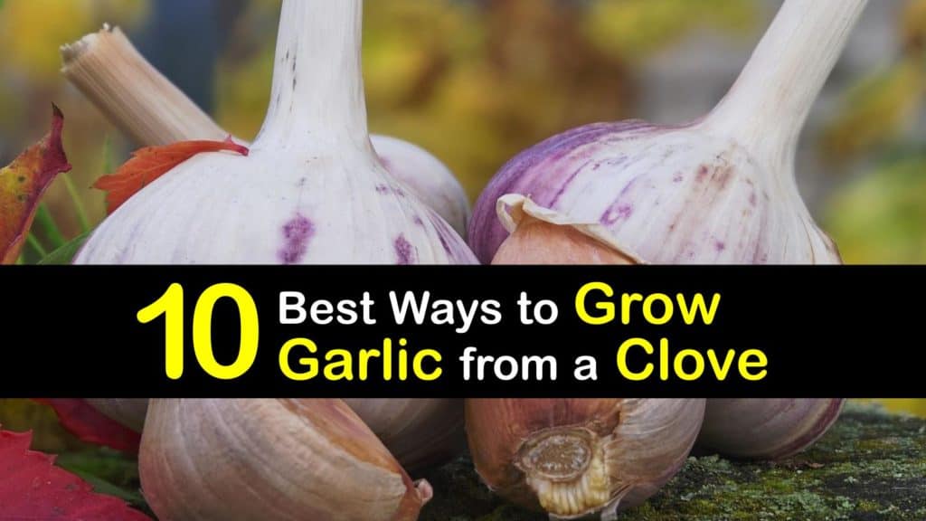 How to Grow Garlic from a Clove titleimg1