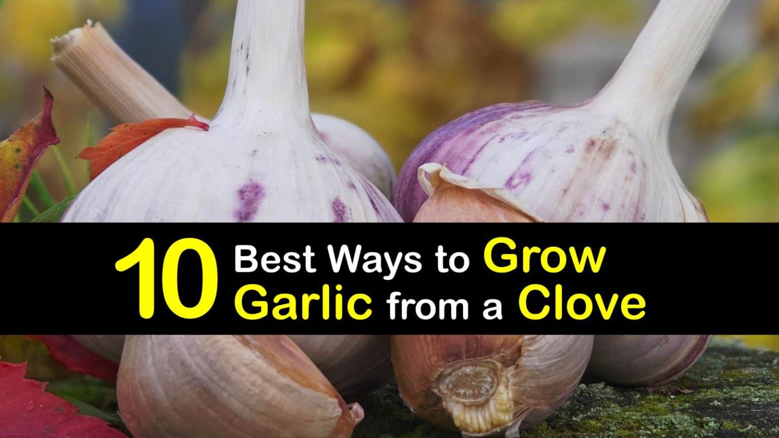 10 Best Ways to Grow Garlic from a Clove