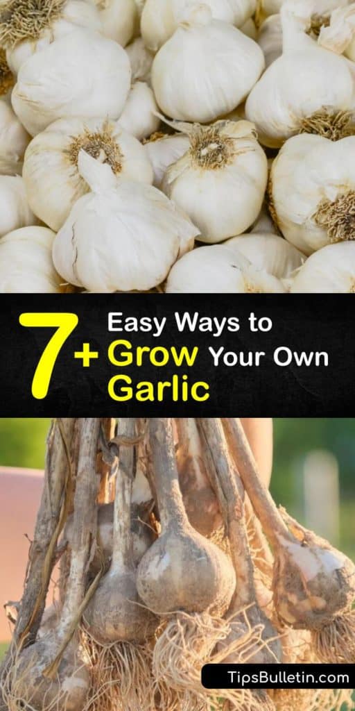 Learn about the different types of garlic and how to plant individual cloves. Garlic varieties include hardneck garlic and softneck garlic. Hardneck types produce an allium with more taste, while softnecks grow more cloves. #howto #grow #garlic