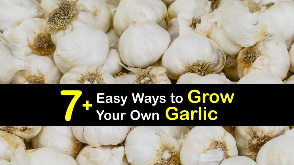 How to Grow Garlic titleimg1
