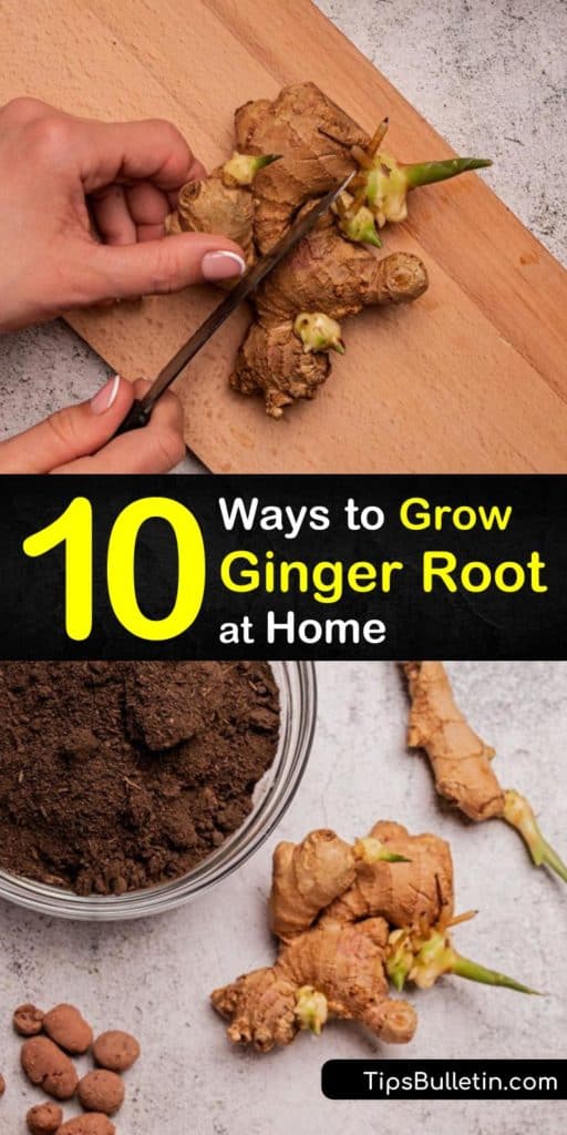 Learn how to replant Asian-native plant, ginger, or zingiber officinale. Use a rhizome from the grocery store and grow fresh ginger in a bed of rich potting soil. After the root starts sprouting, create delicious turmeric and fresh ginger tea. #howto #grow #ginger #root