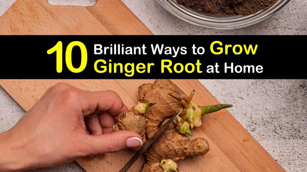 How to Grow Ginger Root titleimg1