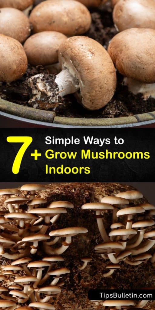 Start growing mushrooms indoors and snack on your favorite fruiting fungi like shiitake and oyster mushrooms. This growers guide helps you choose a growing medium, like hardwood sawdust, purchase mushroom spawn, and mix it with substrate to start growing mushrooms inside. #grow #mushrooms #indoors